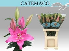 Lily Oriental Catemaco 105cm 5+