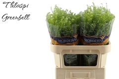 Lepidium Ruderale Green Bell 75cm 20gr.