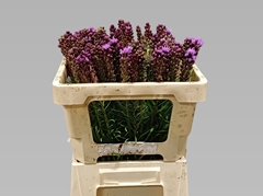 Liatris Spicata 50cm