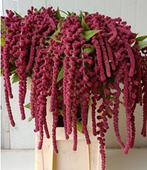 Amaranthus Caudatus Rosary 85cm
