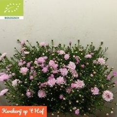 Aster Double Date Pink 70cm 170gr.