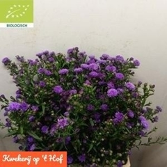 Aster Purple Monarch 70cm 180gr.