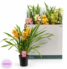 Cymbidium Mixed 14Ø 65cm 3st