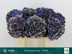 Hydrangea Royal King Classic 40cm 14-16cm Hd