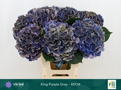 Hydrangea Royal King Classic 60cm 16-18cm Hd