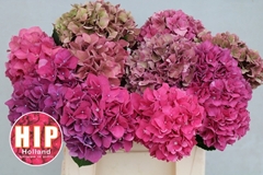 Hydrangea Rodeo Red Classic 40cm 12-14cm Hd