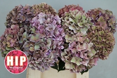 Hydrangea Rodeo Red Classic 40cm 10-12cm Hd