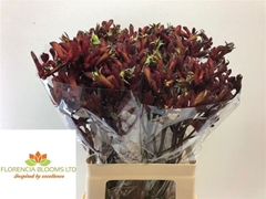 Anigozanthos Early Spring 60cm