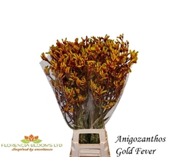 Anigozanthos Gold Fever 90cm