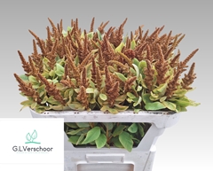 Amaranthus Cruentus Hot Biscuits 70cm