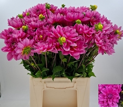 Dahlia Onesta 55cm