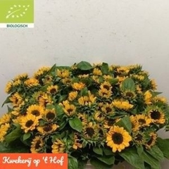 Helianthus Sonja 50cm
