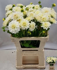 Dahlia Snow Cap 55cm