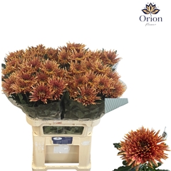 Chrysanth Single Tula Copper 80cm 90gr.