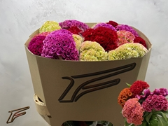 Celosia Mix 80cm