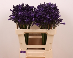 Agapanthus Everpanthus Poppin' Star 50cm