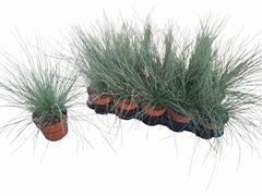 Festuca Glauca 12Ø 33cm