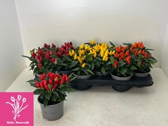 Capsicum Salsa Mix 10Ø 19cm