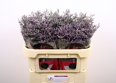 Limonium Skylight 70cm 30gr.