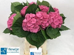 Hydrangea Elbtal Pink 60cm 12-14cm Hd