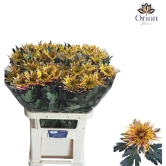 Chrysanth Single Tula Autumn 80cm 95gr.