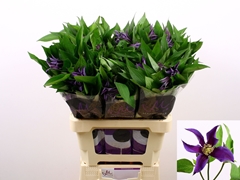 Clematis Amazing Oslo 60cm