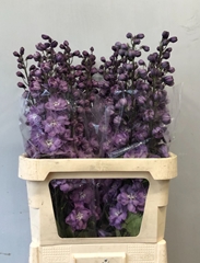 Delphinium Double Dewi Hercules 90cm