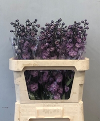 Delphinium Double Dewi Melody 80cm