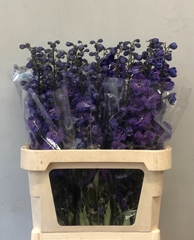 Delphinium Double Christel 90cm