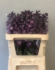 Delphinium Double Dewi Hercules 80cm
