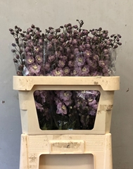 Delphinium Double Dewi Flamingo 80cm