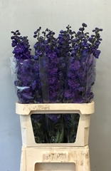 Delphinium Double Christel 100cm