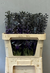 Delphinium Double Dev Purple Heart 80cm