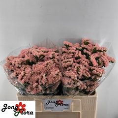 Limonium Sinuatum Peach Wings 50cm 15gr.