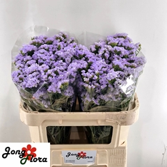 Limonium Sinuatum Mermaid Wings 70cm 35gr.