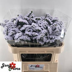Limonium Sinuatum Silky Wings 70cm 40gr.