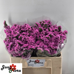 Limonium Sinuatum Raspberry Wings 50cm 20gr.