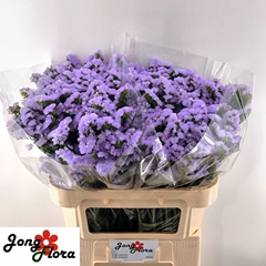 Limonium Sinuatum Mermaid Wings 75cm 35gr.