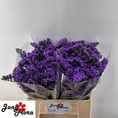Limonium Sinuatum Crystal Dark Blue 60cm 20gr.