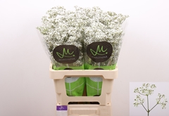 Gypsophila Paniculata Million Daisy 60cm 15gr.