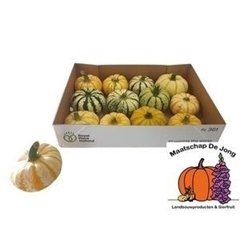 Cucurbita Pepo Lil Pump-ke-mon 10cm