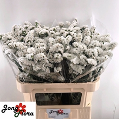 Limonium Sinuatum Harmony Wings 75cm 30gr.