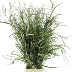 Grevillea Ivanhoe Bronze Per Bunch 80cm