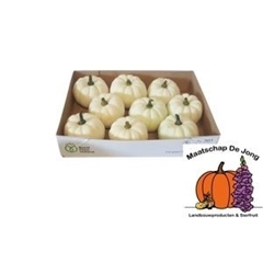 Cucurbita Pepo Baby Boo 12cm