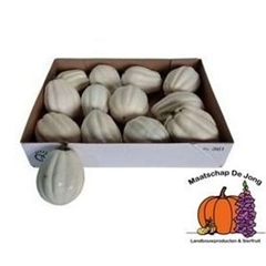 Cucurbita Pepo Baby Boo 10cm