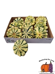 Cucurbita Pepo Patisson Mix 12cm