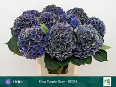 Hydrangea Royal King Classic 80cm 18-20cm Hd