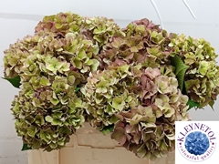 Hydrangea Rodeo Red Classic 50cm 17-19cm Hd