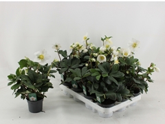 Helleborus Christmas Carol 9Ø 23cm