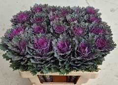 Brassica Crane Queen 55cm